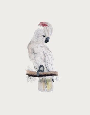 Cockatoo perched on a branch - flat print artwork for the cockatoo mug