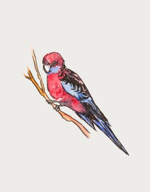 Watercolour crimson rosella perched on a branch - flat print artwork for the bird mug