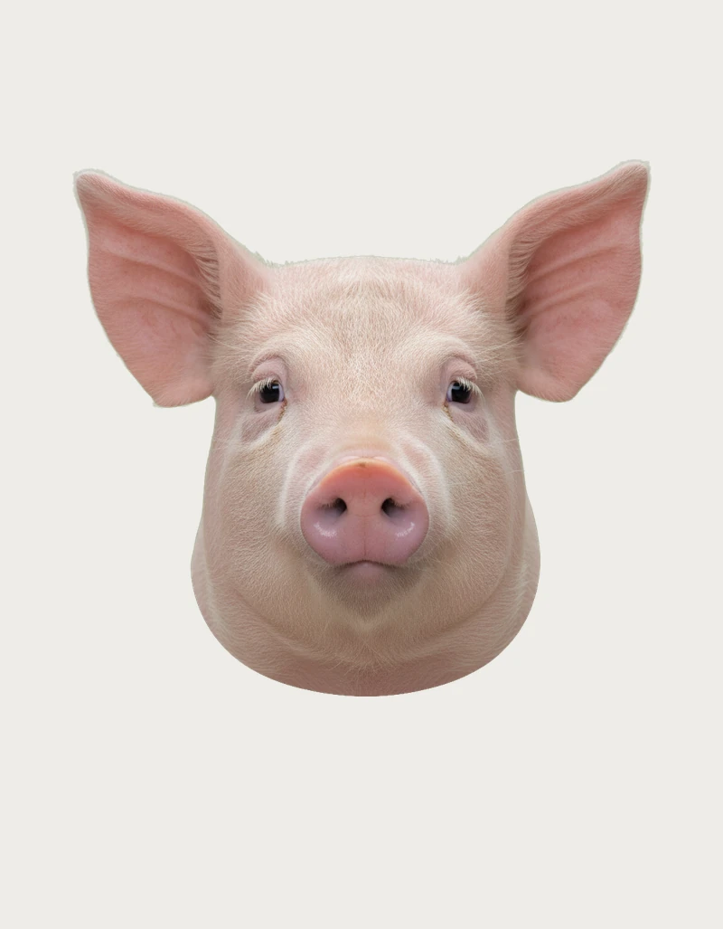 Realistic pink pig face design for the pig mug, shown on a plain background