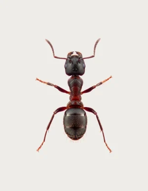 Realistic ant mug design – detailed top-down photo of a black carpenter ant, watermarked preview