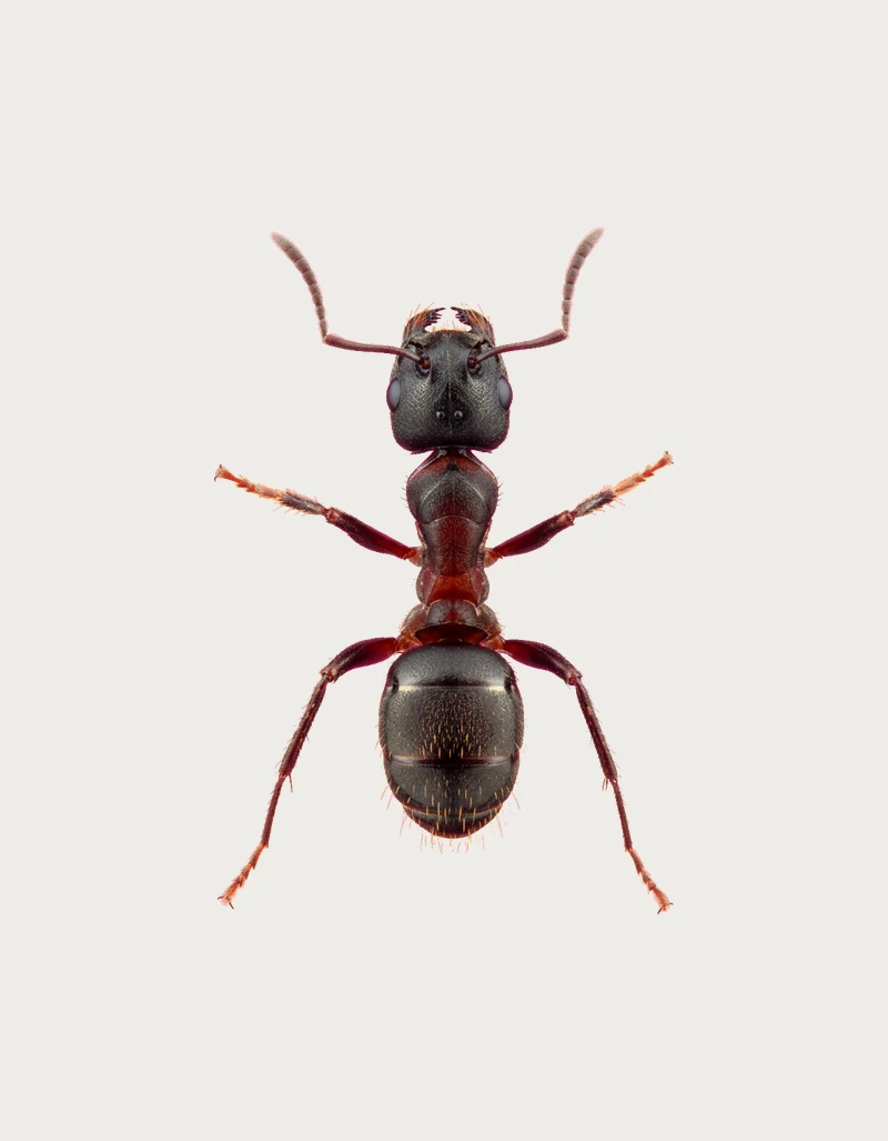 Realistic ant mug design – detailed top-down photo of a black carpenter ant, watermarked preview