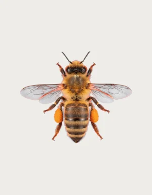 Realistic bee mug design of a pollen-dusted honey bee seen from above