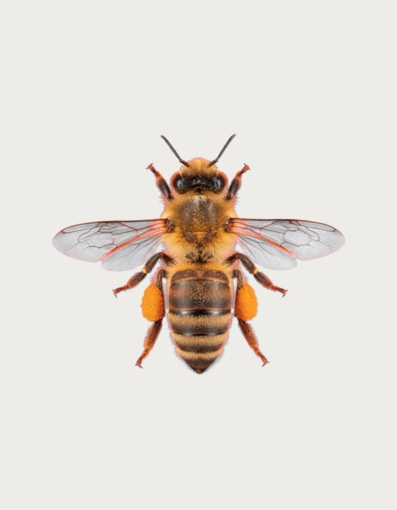 Realistic bee mug design of a pollen-dusted honey bee seen from above
