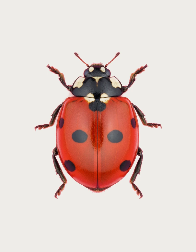 Realistic ladybug mug design, seven-spot ladybird shown from above