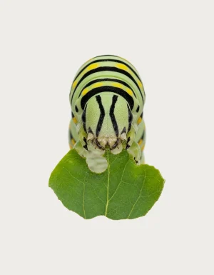 Caterpillar eating leaf mug design - realistic green striped caterpillar munching a leaf, shown on a plain background