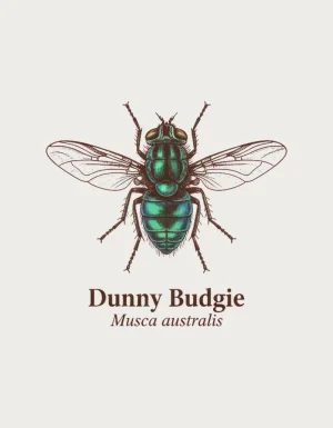 Scientific museum-style illustration of a blowfly with spread wings, captioned Dunny Budgie, Musca australis - flat print artwork for the dunny budgie
